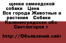 щенки самоедской собаки › Цена ­ 25 000 - Все города Животные и растения » Собаки   . Калининградская обл.,Светлогорск г.